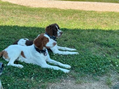2 Male 8 month old Brittany pups AKC fully papered
