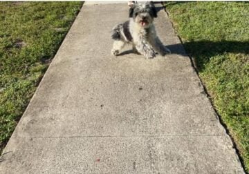 Maltipoo