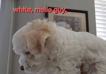 Cutie Maltipoo