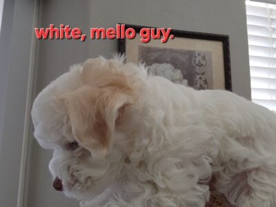 Cutie Maltipoo