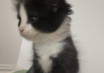 Kittens