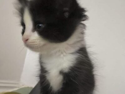 Kittens