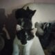 Three Adorable Sweet Kittens Free to a Loving Home