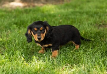 AKC Mini dachshund male puppy Indiana (Brutus)