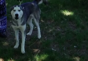 Re-homing 8 month old husky