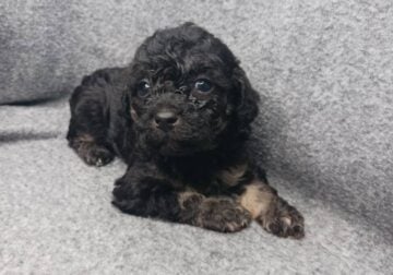 ckc male toy poodles