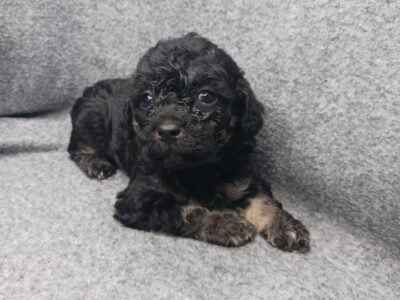 ckc male toy poodles