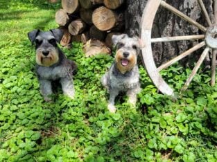 2 Beautiful Puppies Available