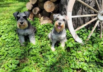 2 Beautiful Puppies Available
