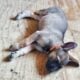 Belgian malinois puppies