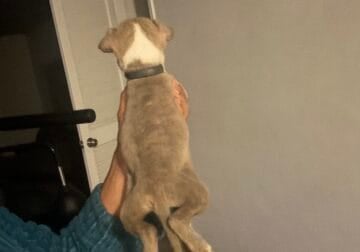 Pit bull puppy