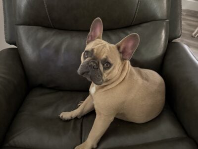 French bulldog