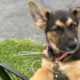Hi I’m Nokie a 10.5 week Shepherd pup from Butler