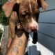 XL American Bully x APBT puppies!