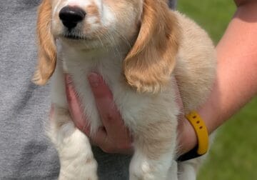 AKC Dachshund Puppies