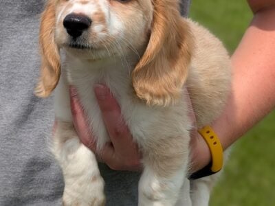 AKC Dachshund Puppies