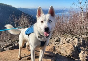 Rehoming Husky Border Collie Mix