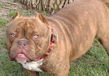 Exotic bully/bulldog male