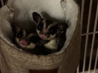 Two Male Sugar Gliders