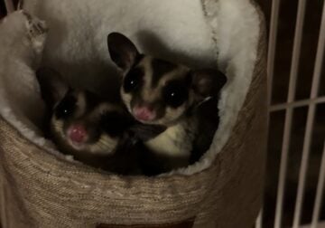 Two Male Sugar Gliders