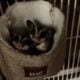 Two Male Sugar Gliders