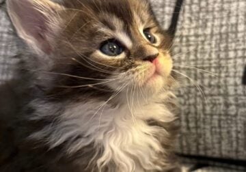 Maine Coon Kittens