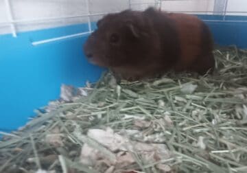 Male guinea pig 1