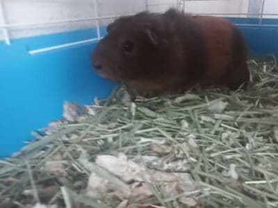 Male guinea pig 1