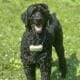 Standard Poodle