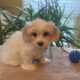 Cavachon