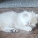 Beautiful Chinchilla Persian Kittens