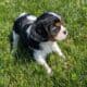 AKC CAVALIER PUPS