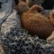 Orange Tabby Kitten
