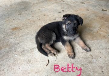 German Shepherd Puppies