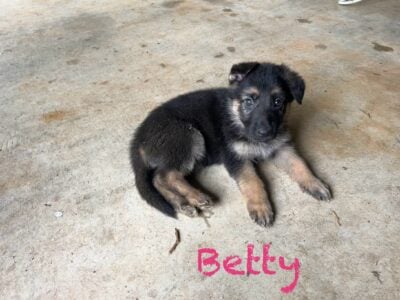 German Shepherd Puppies