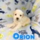 Toy poodle
