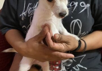 Male chihuahua mix with maltipoo