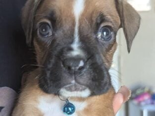 Boxer boy 7