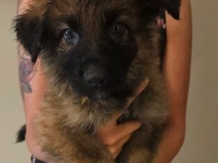 Purebred German Shepherd Puppies