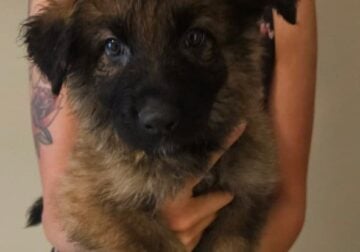 Purebred German Shepherd Puppies