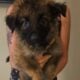 Purebred German Shepherd Puppies