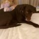 3year old Chocolate Lab
