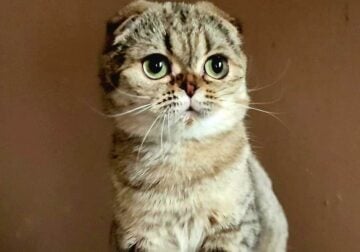 Scottishfold Girl