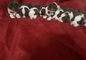 4females 4males available in july
