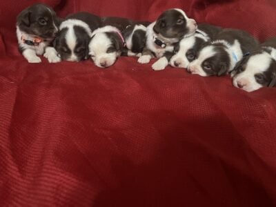 2females 3males available july11