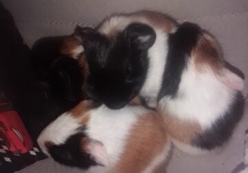 Baby guniea pigs