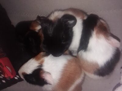 Baby guniea pigs