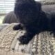 Shih tzu puppies