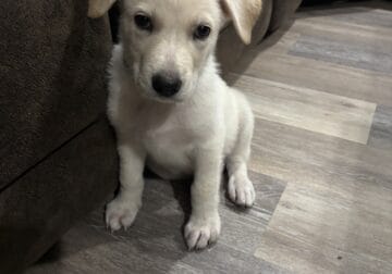 White German Shepherd Puppy