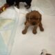 Beautiful Cavalier King Charles